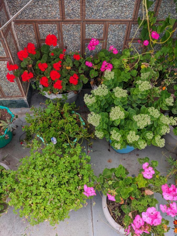 Summer Cottages Manali  Luaran gambar